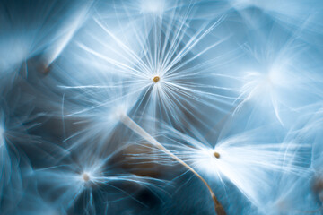 Dandelion macro on a gray blurred background.