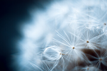 Dandelion macro on a gray blurred background.