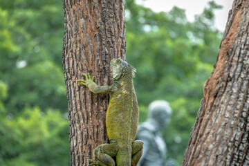 Iguana climbing a tree at Seminario Park (Iguanas Park) - Guayaquil, Ecuador