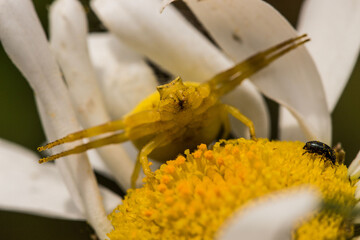 araignée sur pâquerette 