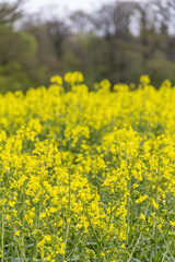Fototapeta premium field of rapeseed at spring time