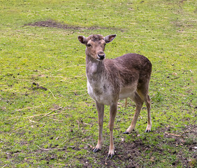 young  hornless brown deer stands looking with surprise at a clearing in the woods waiting for a treat