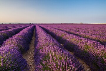 Naklejka na ściany i meble France, Provence Alps Cote d'Azur, Haute Provence, Plateau of Valensole. Lavender field in full bloom