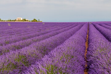 Obraz premium Francja, Alpy Prowansalskie Lazurowe Wybrzeże, Górna Prowansja, płaskowyż Valensole. Lawendowe pole w pełnym rozkwicie