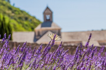 France, Provence Alps Cote d'Azur, Vaucluse. Senanque abbey