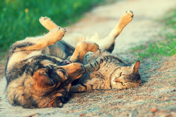 Dog and cat best friends playing together outdoor. Lying on the back together.