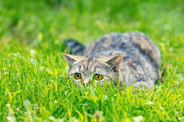 Cat hiding in the grass in the garden