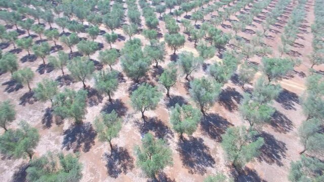 Olive trees - Aerial view 4k