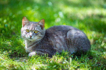 Naklejka na ściany i meble Cat lying in the grass in summer