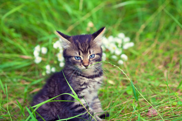 Little kitten sitting in the grass in summer
