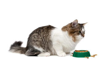 Fluffy cat sitting near a bowl with food on a white background.