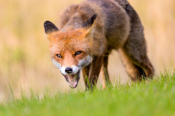Red fox near HIrtshals
