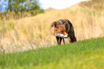 Red fox near HIrtshals
