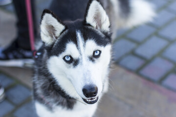 Husky Siberiano