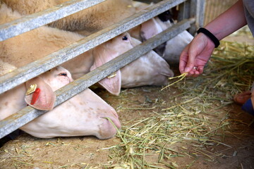 woman feeding sheep 