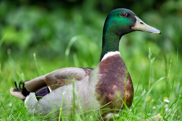 Mallard duck close up on green grass