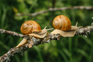 Snails  with wedding  golden ring