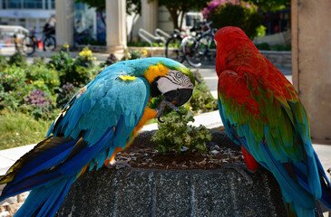 Parrots Ara in the street. Turkey.