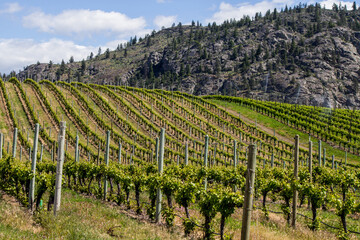 Fototapeta na wymiar Vineyard in Springtime: Rows of Grapes in a mountain valley