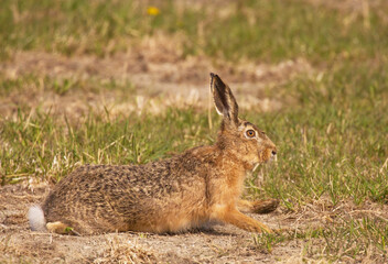 European hare (Lepus europaeus), also known as the brown hare,