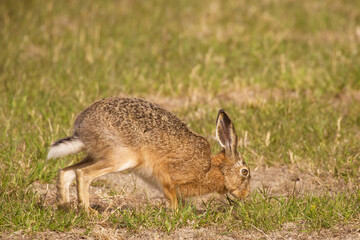 European hare