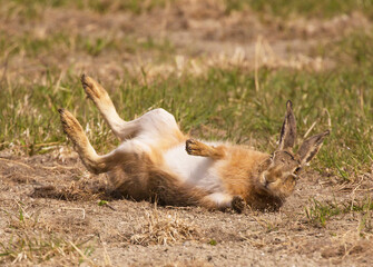 European hare (Lepus europaeus), also known as the brown hare,