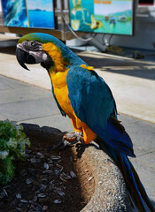 Parrot ara in the street. Turkey.