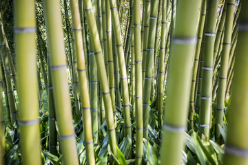 Bamboo stems in the gardens of Villa Melzi d'Eril in Bellagio, Lake Como, Lombardy, Italy.