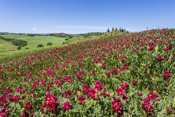 Fototapeta na wymiar Flowers and green grass on the hills. Orcia Valley, Siena district, Tuscany, Italy.