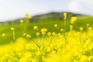 Fototapeta premium Rapeseed flowers. Orcia Valley, Siena district, Tuscany, Italy.