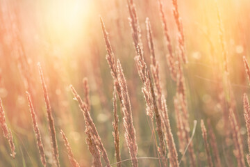 High dry grass, seeds of beautiful grass lit by sunlight