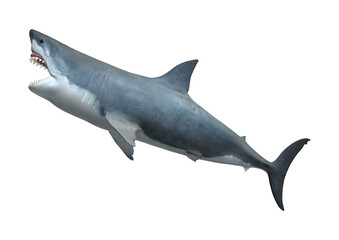 3D Rendering Great White Shark on White