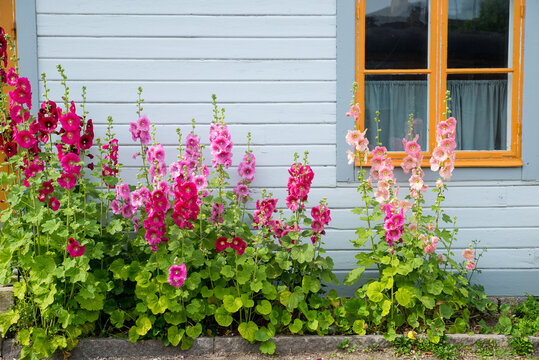 Stockflower outside Vadstena station
