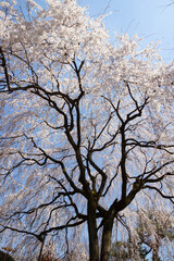 枝垂桜