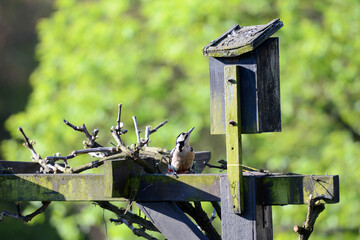 Great spotted woodpecker perched.