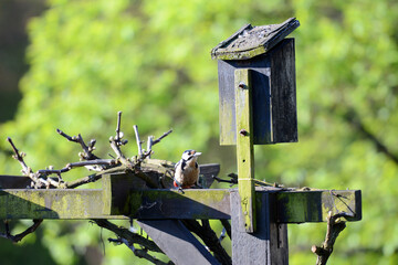 Great spotted woodpecker perched.