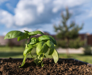 Growing Basil sprout on a soil, under blue sky, one sunny day.