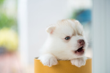Cute siberian puppy in box