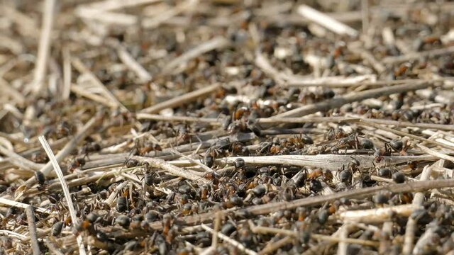 Ants crawling in the anthill. Macro image