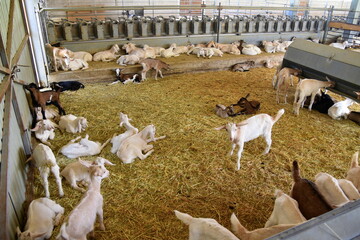 farm with little lambs 