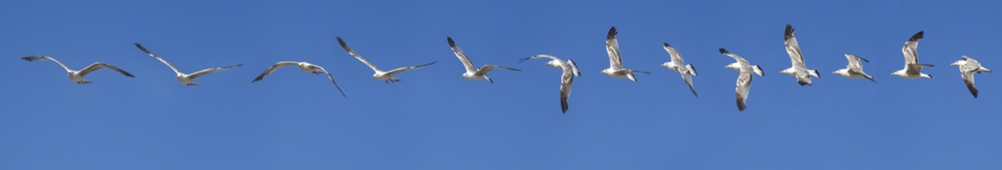 Sequence of Seagulls flying in the blue sky