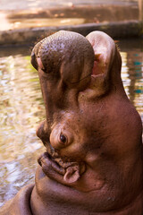 Hippos wait to eat