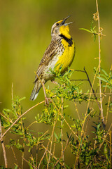 Spring Song
