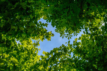Fototapeta na wymiar Herz mit Blätter vom Baum - Gefühle in der Natur