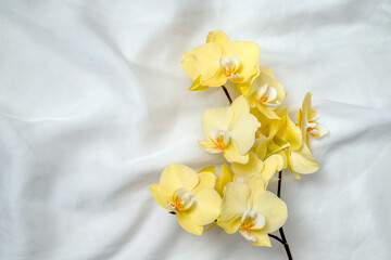 Naklejka na ściany i meble The branch of yellow orchids on white fabric background 