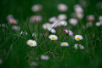 chamomile flowers with white petals on fresh green grass