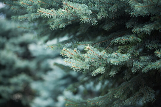 christmas tree, background from green fir tree branch, fluffy young branch fir tree with needles