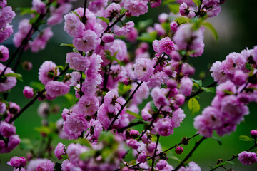 beautiful flowers of sakura blooming tree pink color on branch