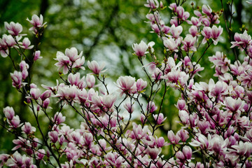 flower background, summer or spring nature in garden