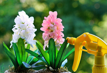 flower flower nature garden